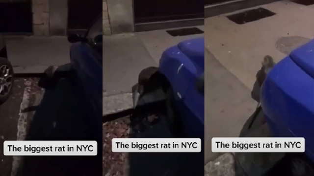 Captan rata gigante en calles de Nueva York.