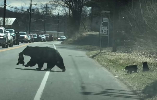 Mamá osa batalla para poder cruzar la calle con sus cachorros.