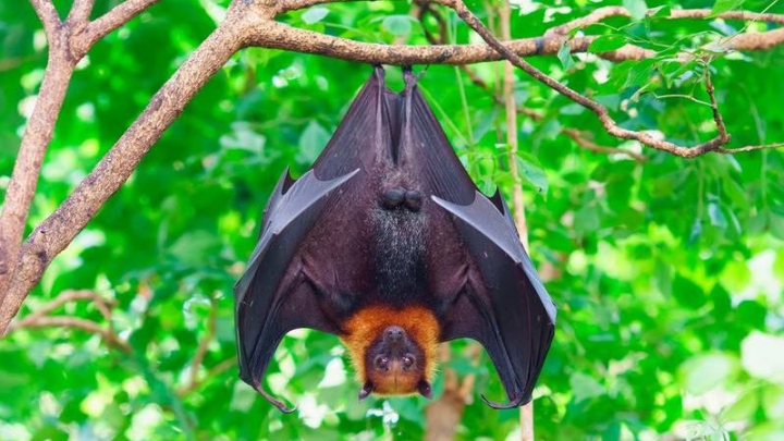 Hallan virus similares al COVID en murciélagos de Asia