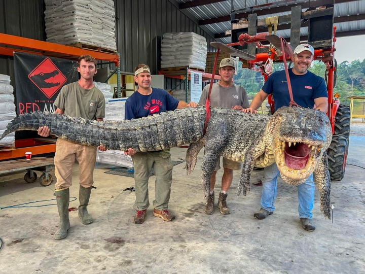 Capturan a caimán de más de 4 metros en Missisipi