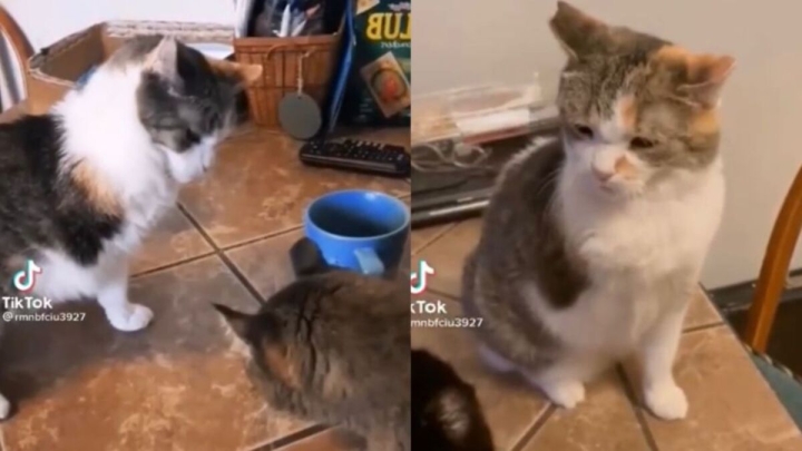 Gatito olvida que le falta una pata y el VIDEO se vuelve viral