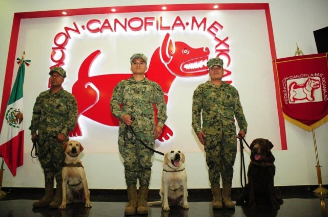 Estos son los requisitos para adoptar a perritos jubilados del Ejército Mexicano