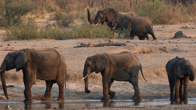 Mueren al menos 100 elefantes por sequías en Zimbabue