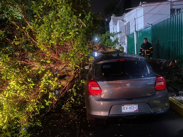 Atiende PC Cuernavaca reportes de árboles colapsados, tras lluvia de ayer