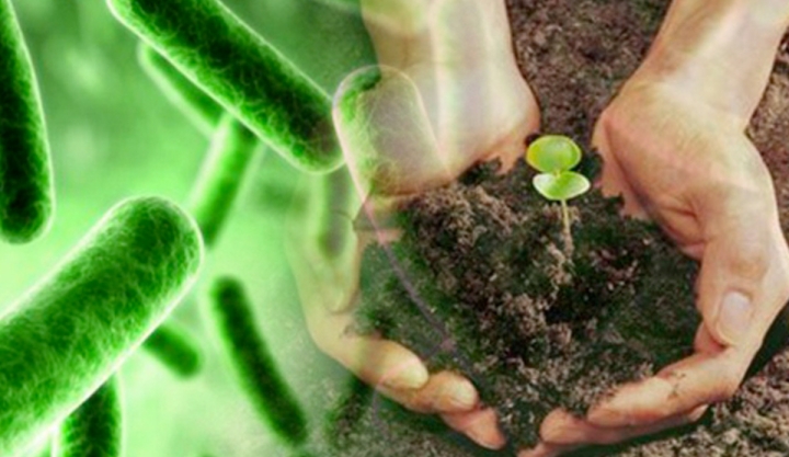 Microrganismos benéficos para la agricultura como aliados ante la contaminación de los suelos por metales pesados