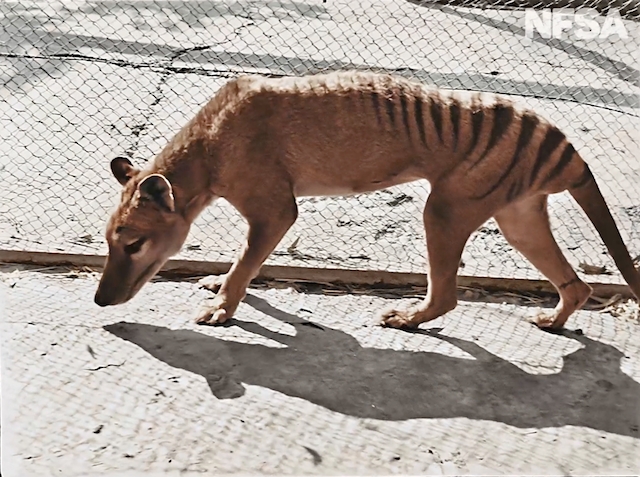 A 85 años de su extinción, Australia presenta videos a color de Benjamin, el último tigre de Tasmania