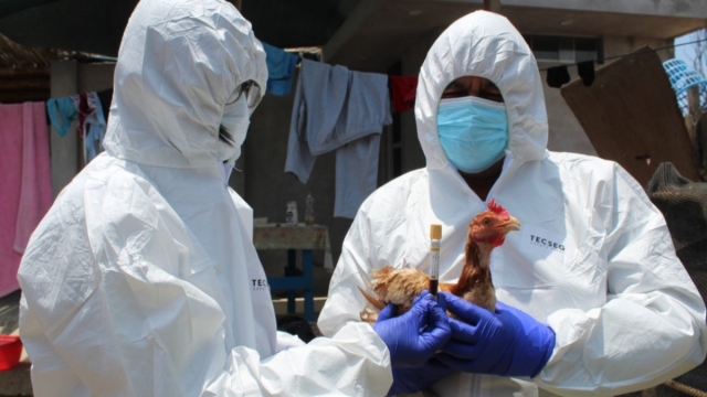 OMS pide vigilancia tras primera muerte por gripe aviar en México
