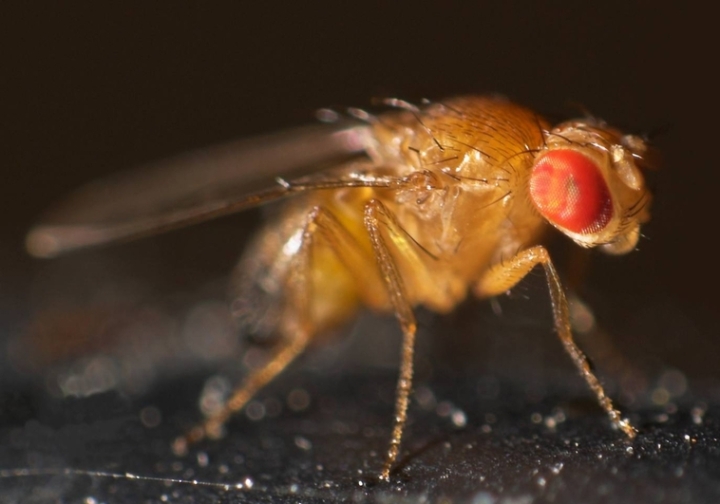 Las moscas pueden identificar un quinto sabor, el alcalino
