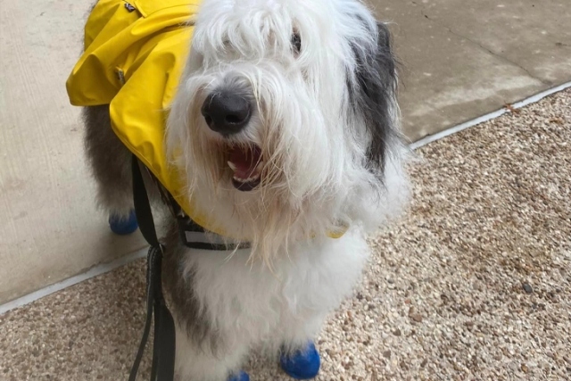 Wallace, el perro de terapia que transforma vidas