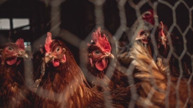 UE reserva dos vacunas por si se declara una pandemia de gripe aviar