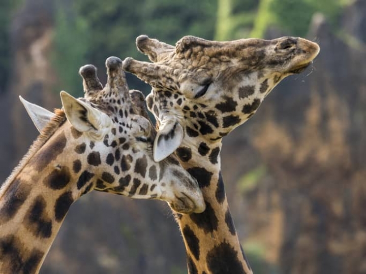 Las jirafas generan lazos afectivos profundos y tienen vidas sociales complejas