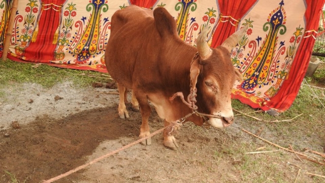 India da marcha atrás a la celebración llamada &#039;Día de Abrazar una Vaca&#039;