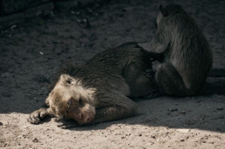 Neuralink sometió a &quot;sufrimiento extremo&quot; a sus monos de laboratorio, denuncian activistas