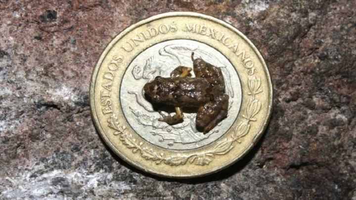 Las ranas más pequeñas del mundo son de México. Así las descubrieron