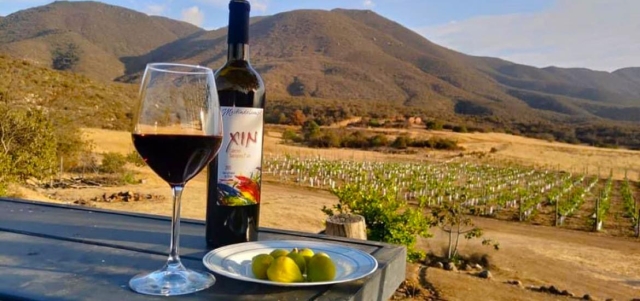 El día del vino mexicano: Una celebración a la calidad y tradición