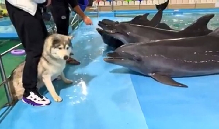 ¡Que tierno! La emotiva reacción de un husky al conocer a unos delfines