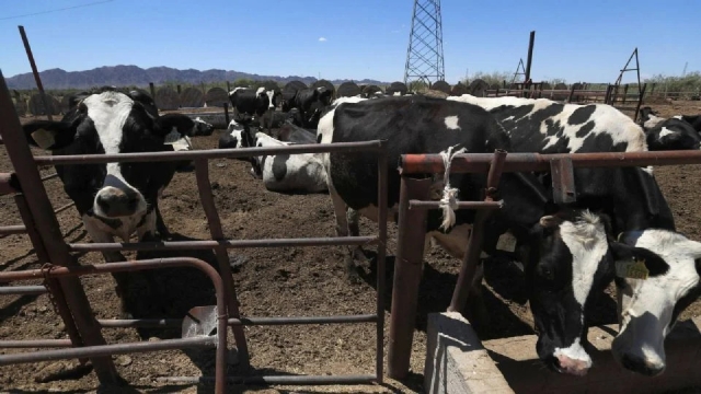 Reportan nuevo caso de gusano barrenador en Nuevo León, cerca de la frontera