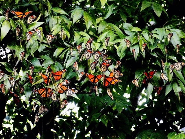 Inicia la llegada de mariposas monarca.