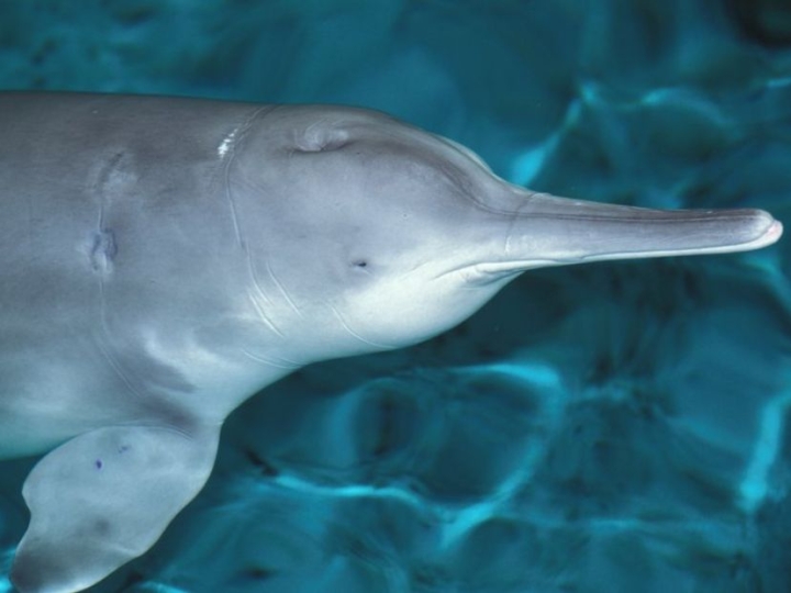 Hallan fósil de delfín de 11 millones de años en Japón