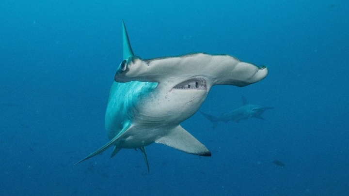 Turistas captan el feroz momento en que un tiburón martillo caza a una mantarraya en Cozumel