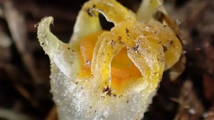 Descubren nueva especie de linterna de hadas, planta que se alimenta de hongos
