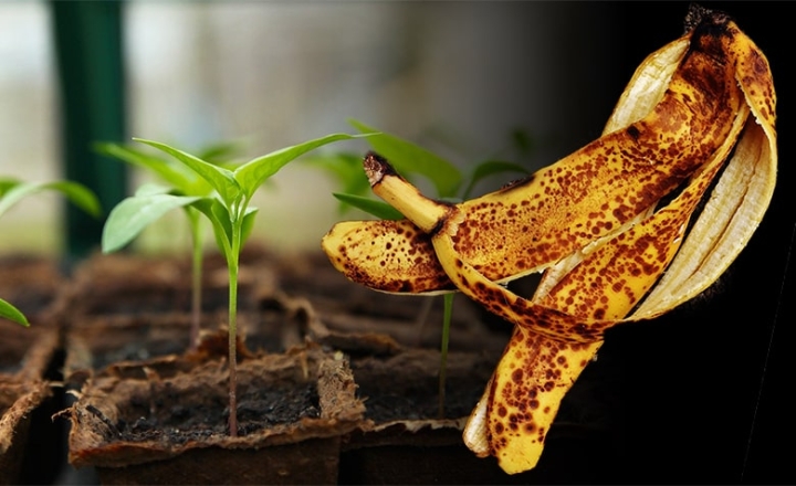Cómo convertir las cáscaras de plátano en abono para tus plantas