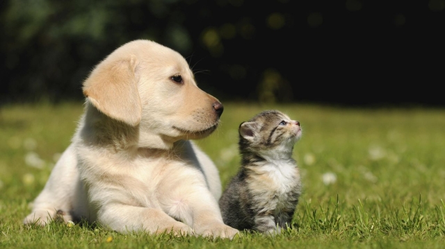 Protege contra la rabia a tus perrhijos y gathijos