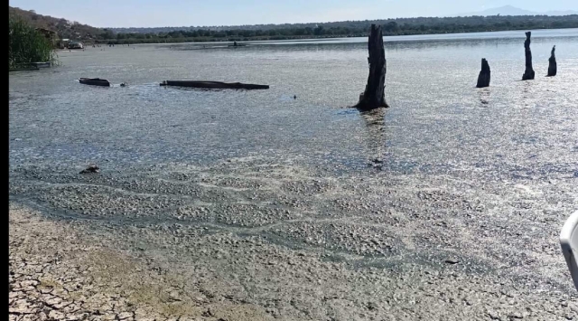 La presencia de alga mantiene preocupados a los pescadores de la laguna.
