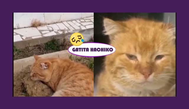 Gatita con Espíritu de Hachiko: Vivió Años en la Tumba de su Dueño Hasta Ser Rescatada