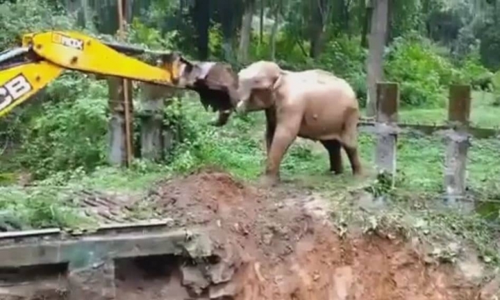 Elefante agradece a excavadora por “rescatarlo”