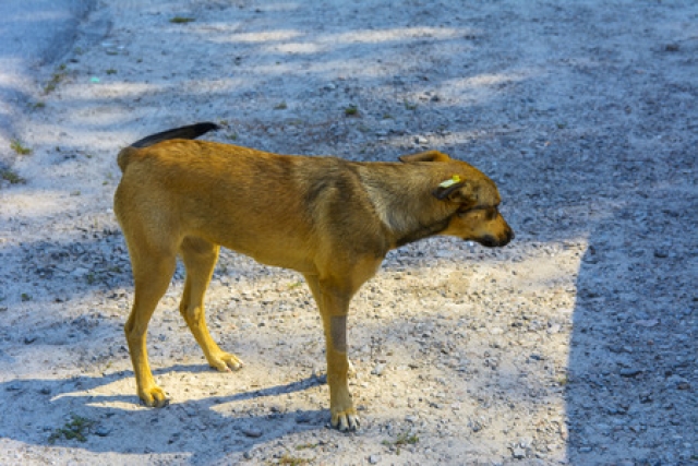 Esterilizan perros silvestres para salvar al ocelote en Sierra de Montenegro