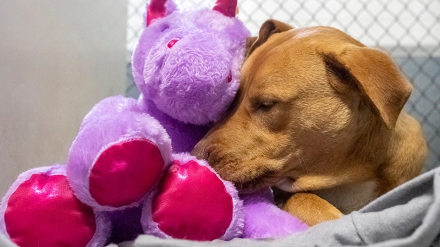 Perro roba Unicornio varias veces hasta que se lo compraron.