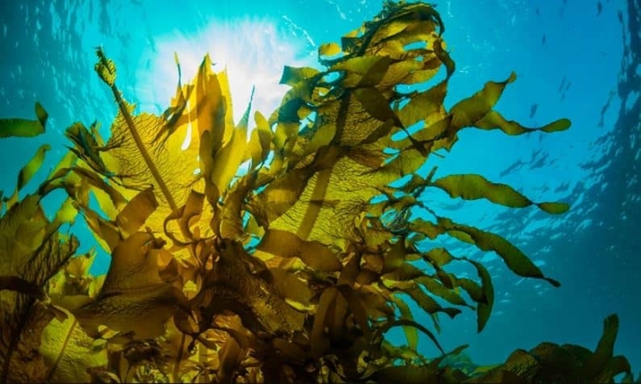 Investigadores comprueban que algas pueden sobrevivir en entorno similar al de Marte