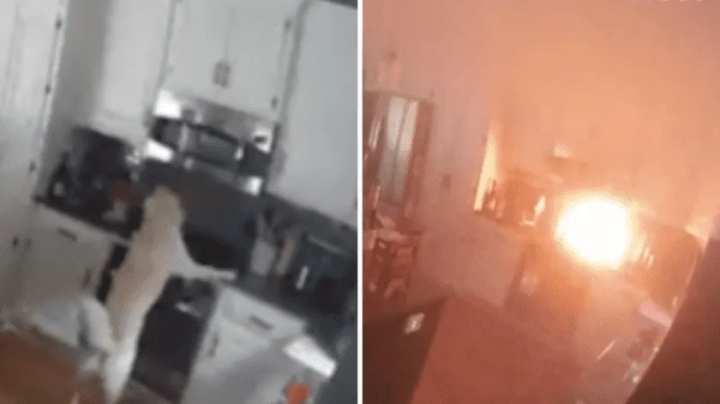 Perro ocasiona un incendio tras encender accidentalmente una estufa