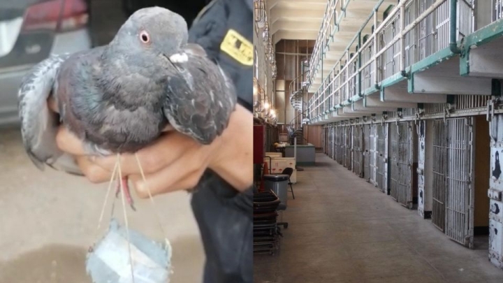 Atrapan a paloma mensajera que transportaba droga al interior de un penal