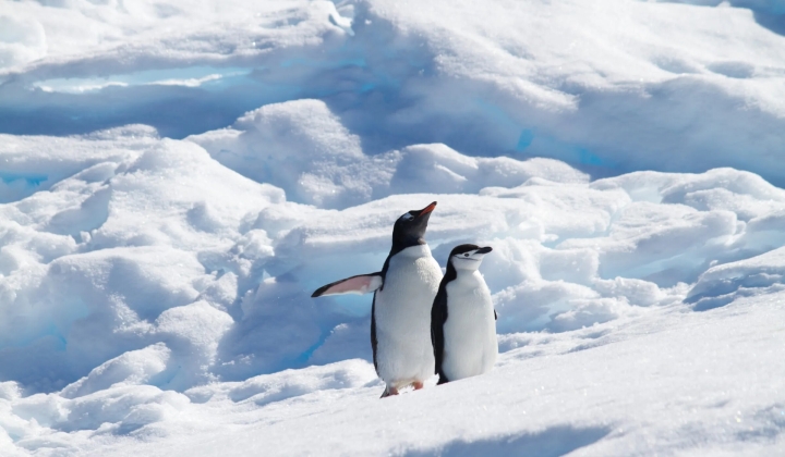 Expertos revelan cómo el cambio climático afecta a los pingüinos
