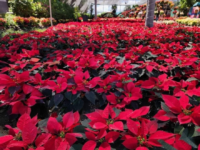 Listos, viveristas del sur para ofertar flor de Nochebuena