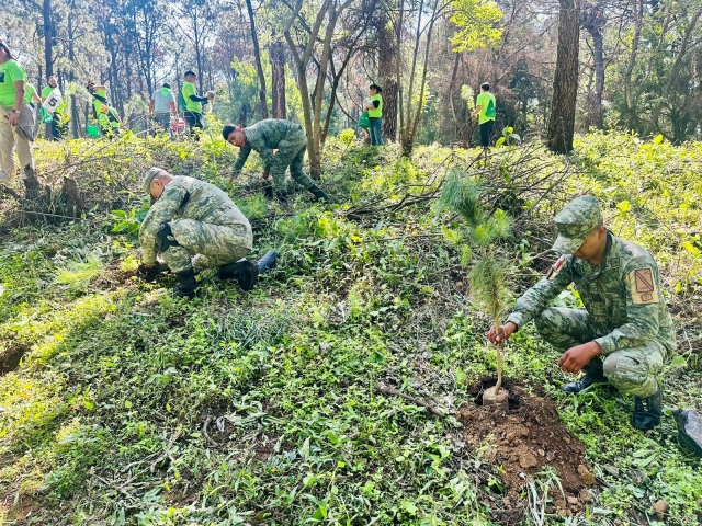 Realizan Ejército Mexicano y Guardia Nacional actividades de reforestación en Ahuatepec