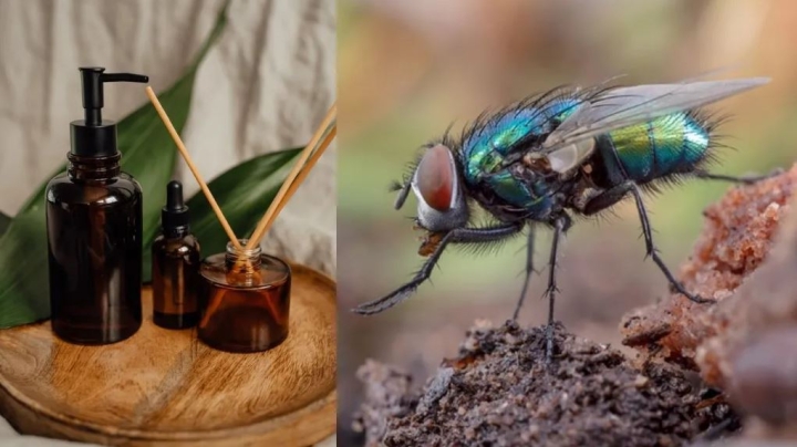Aromatizantes caseros que ahuyentan a las moscas y mosquitos