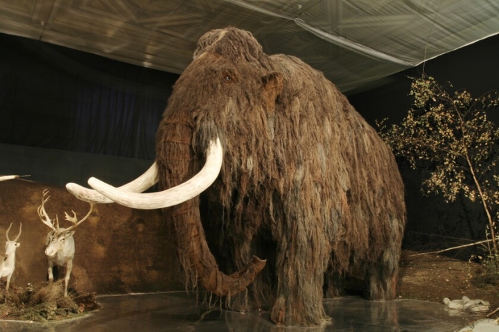 Estudio genómico revela misterio sobre la extinción de los mamuts lanudos