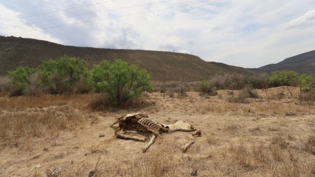 Sequía golpea a Coahuila; presas están en niveles críticos