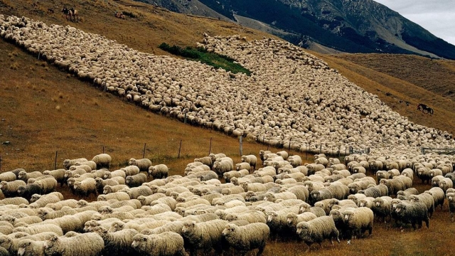 Estudio de física demuestra que rebaños de ovejas alternan a su líder y logran inteligencia colectiva