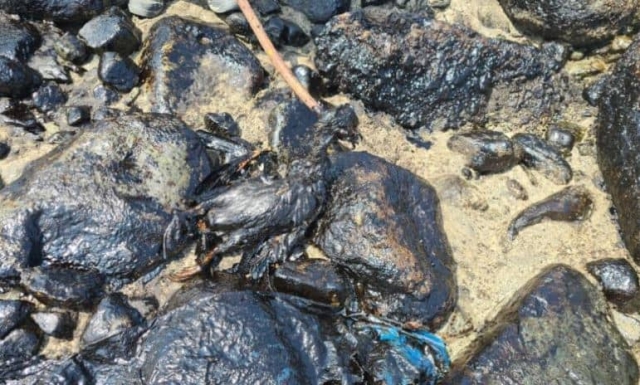 Aumenta mortandad de aves tras derrame de crudo en playas de Perú
