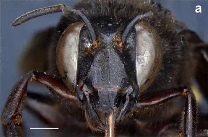 Esta abeja posee caracteres sexuales femeninos y masculinos a la vez, de modo que es anatómicamente mitad macho y mitad hembra.