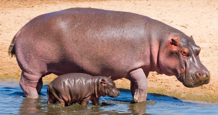 Hipopótamos voladores