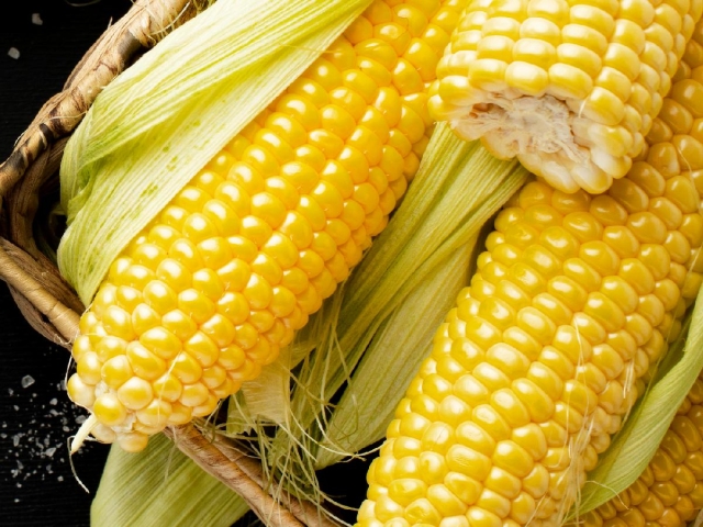 Europa autoriza maíz transgénico como alimento humano, pero no como cultivo