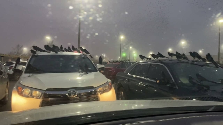 Supermercado fue invadido por miles de cuervos.