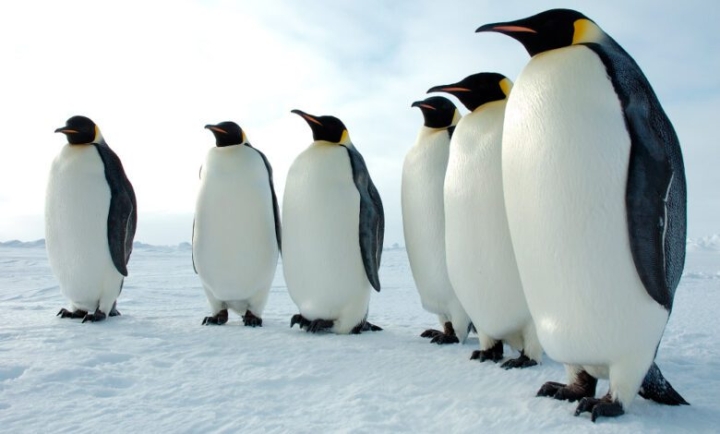 Pingüino emperador está en riesgo de desaparecer
