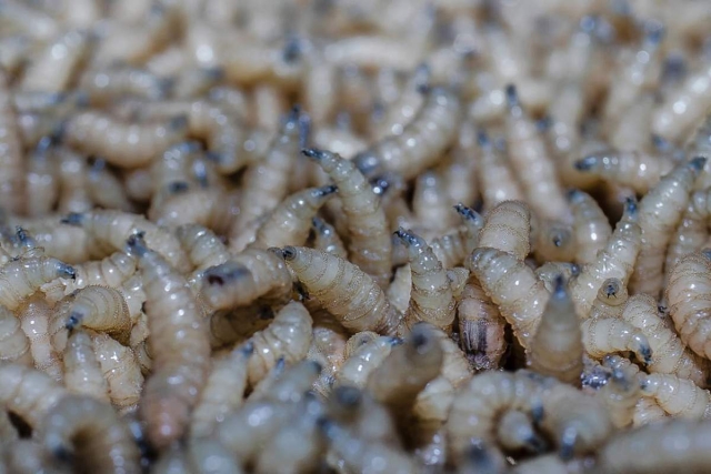 Ganaderos, en alerta ante plaga