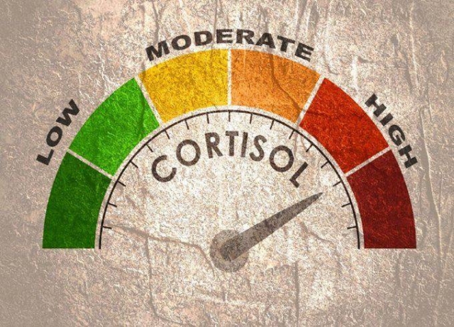 Alimentos que ayudan a reducir el cortisol y manejar el estrés